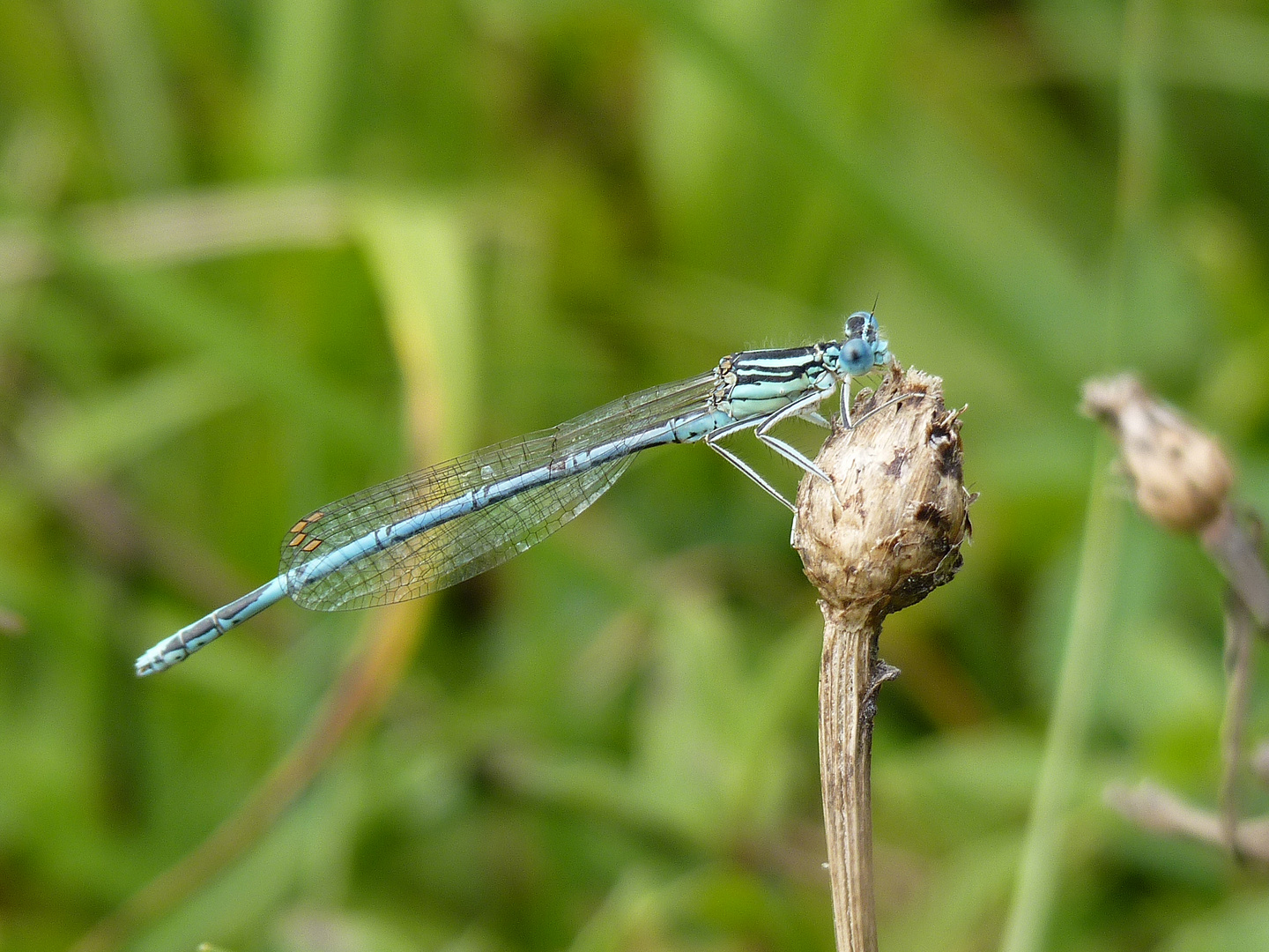 Blaue Federlibelle