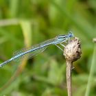 Blaue Federlibelle