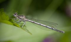 blaue federlibelle I