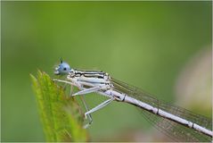 Blaue Federlibelle II