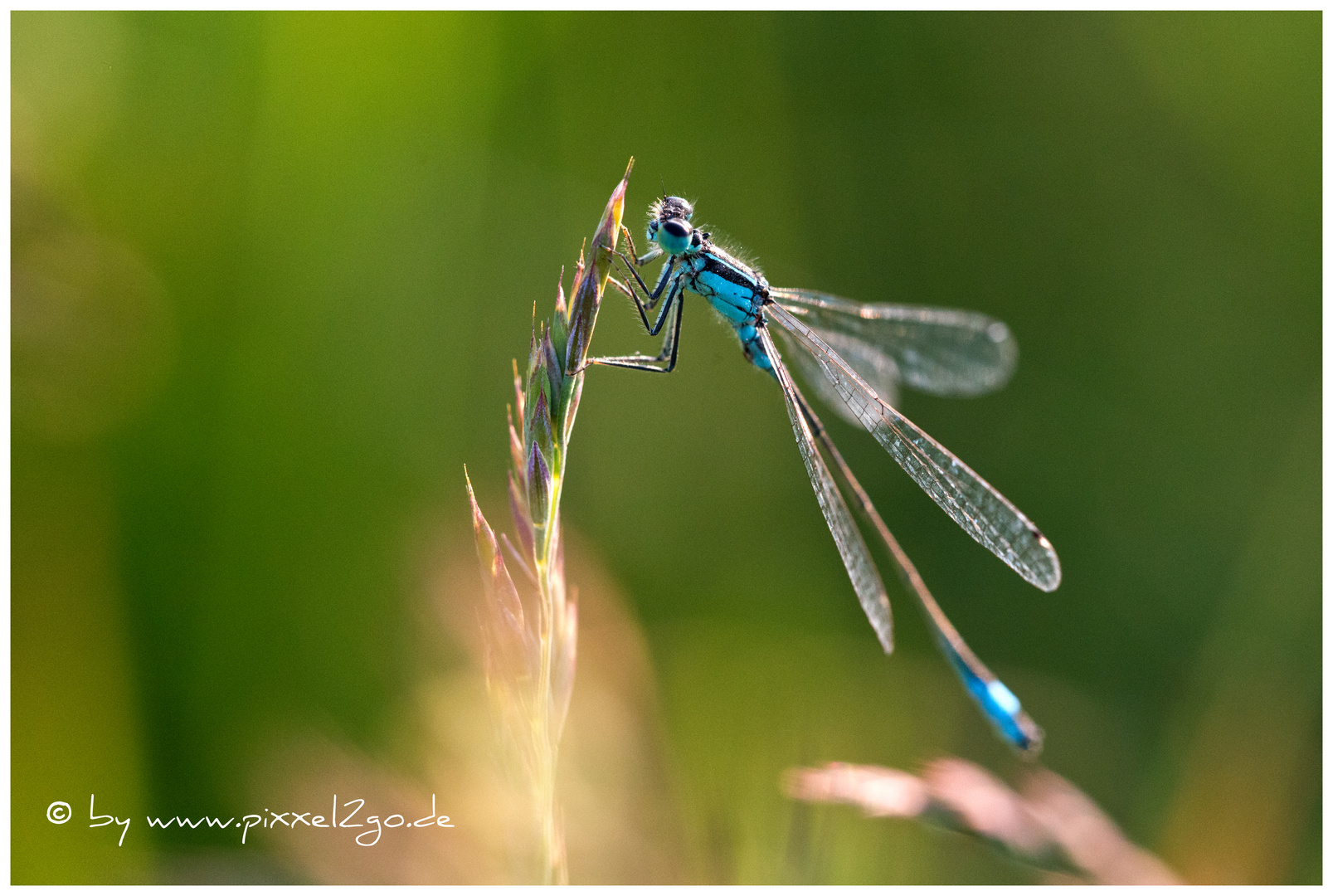 Blaue Federlibelle im Abendlicht