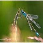 Blaue Federlibelle im Abendlicht