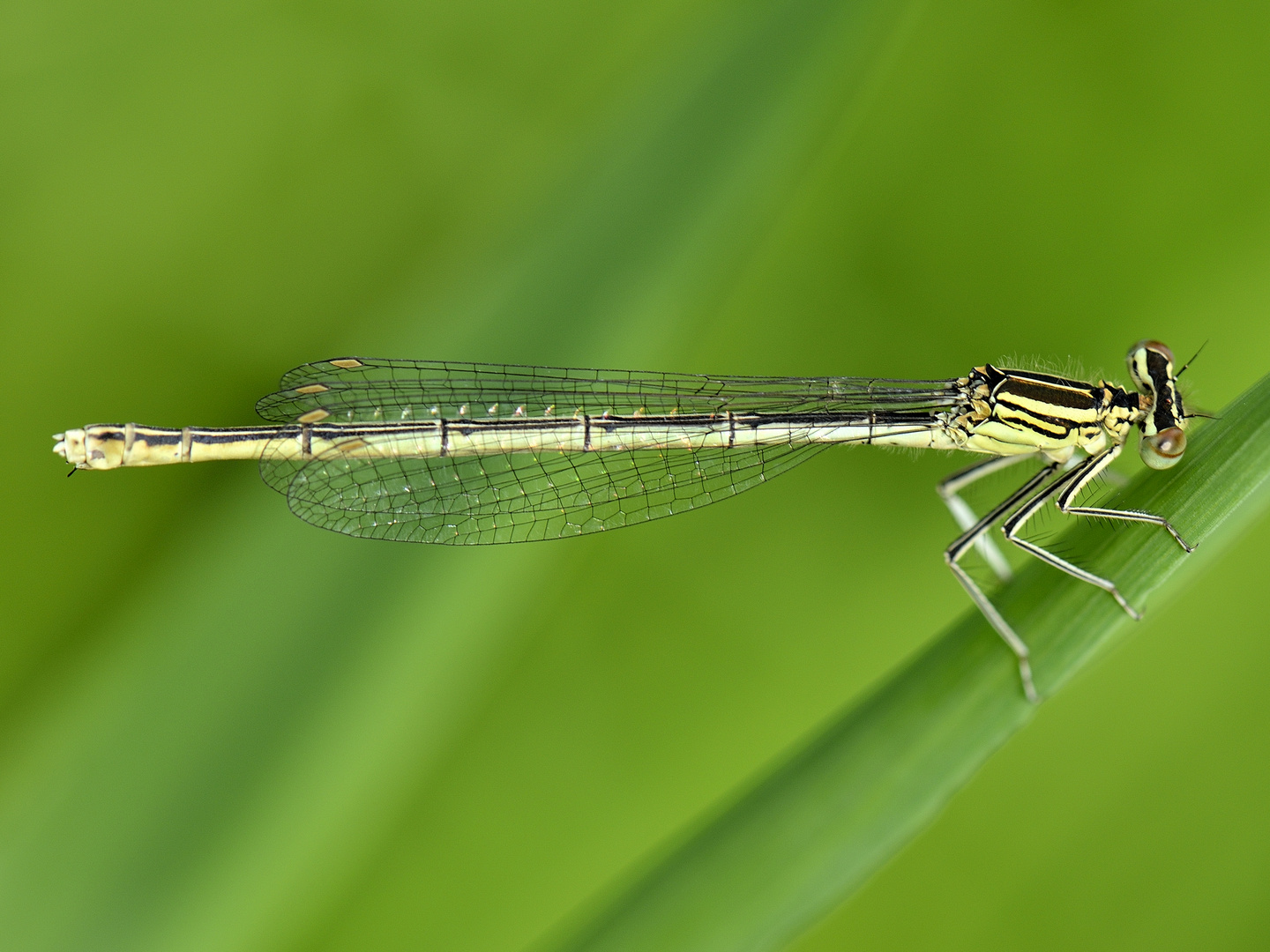 Blaue Federlibelle in weiß