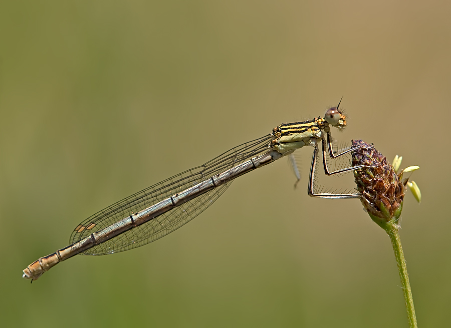 Blaue Federlibelle, junges Weibchen