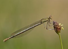 Blaue Federlibelle, junges Weibchen