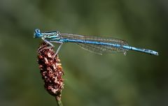 blaue federlibelle m.