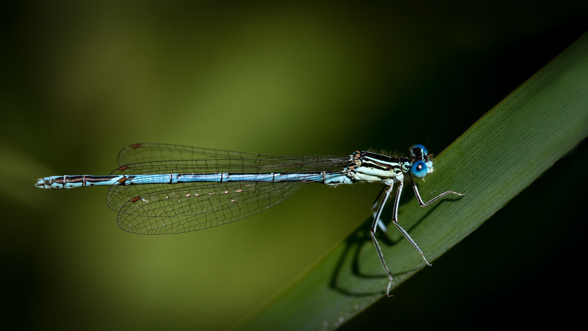 blaue federlibelle m.