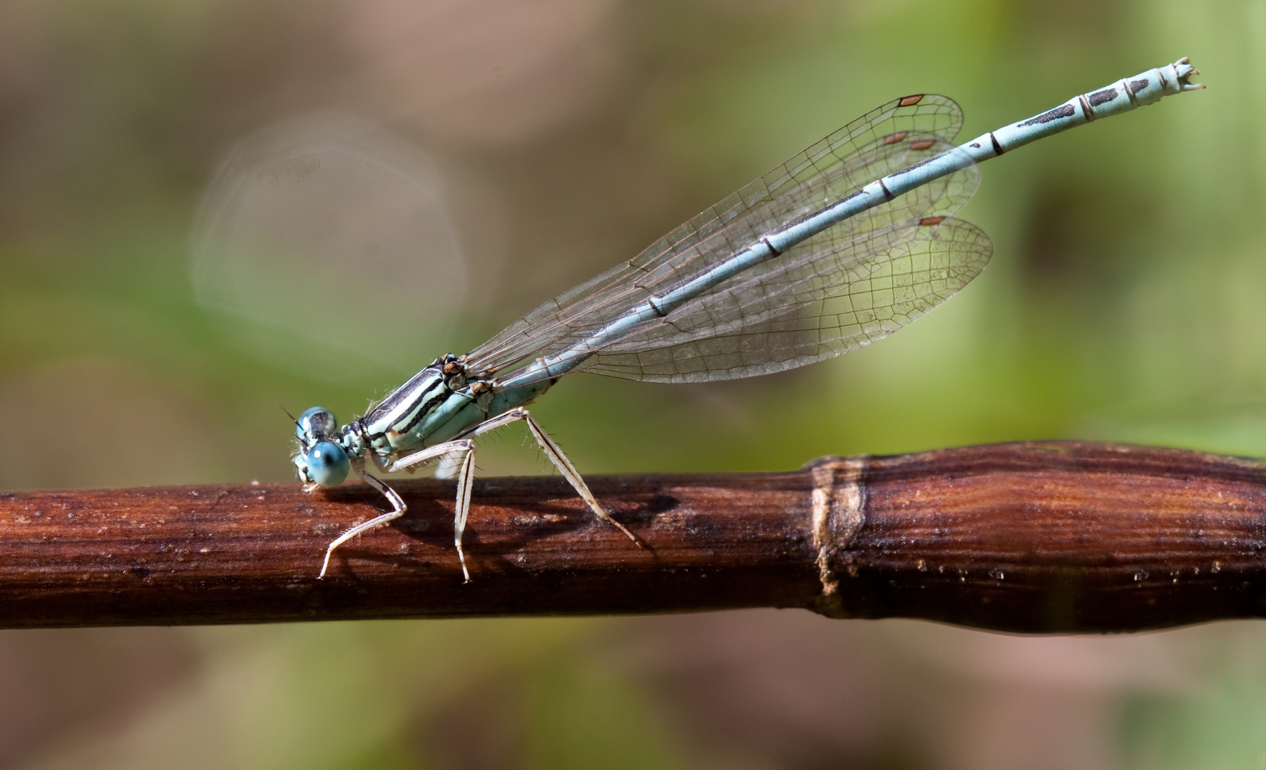 blaue federlibelle m.