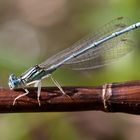 blaue federlibelle m.