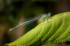 blaue federlibelle m.