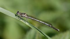 blaue federlibelle m.