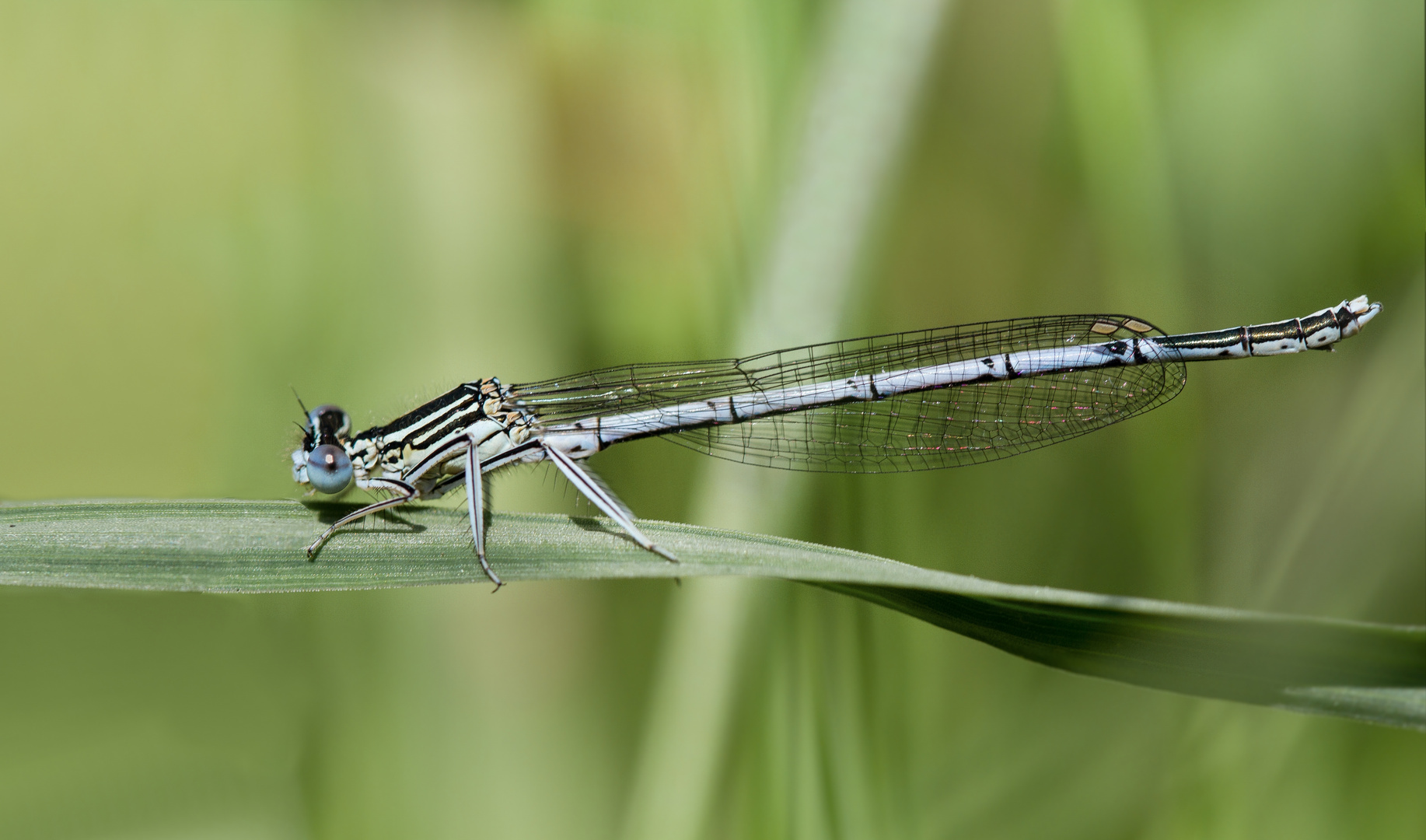 blaue federlibelle m.