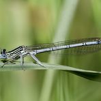 blaue federlibelle m.