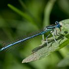 blaue federlibelle m.