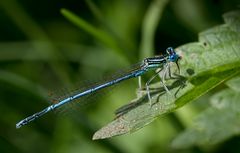 blaue federlibelle m.