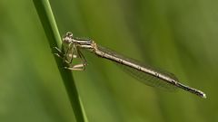 blaue federlibelle m.