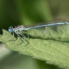 blaue federlibelle m.