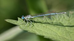 blaue federlibelle m.