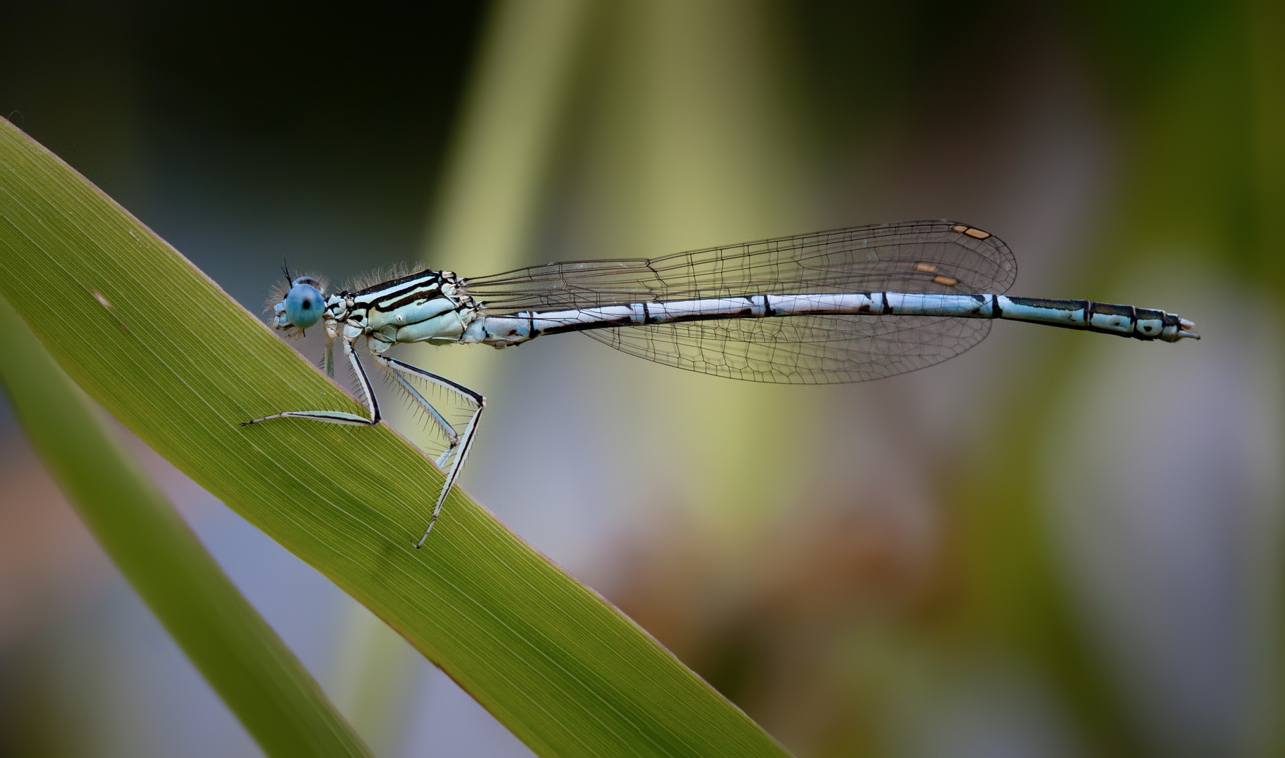 blaue federlibelle m.