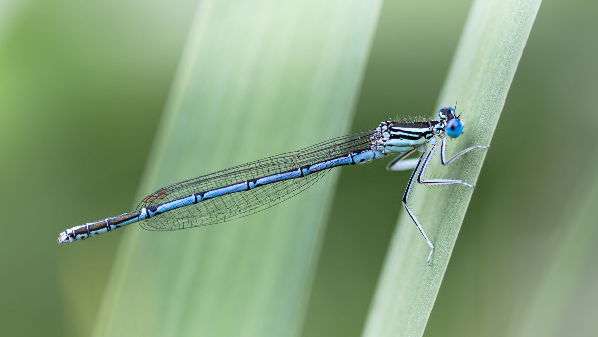 blaue federlibelle m.