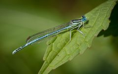 blaue federlibelle m.