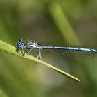 blaue federlibelle m.