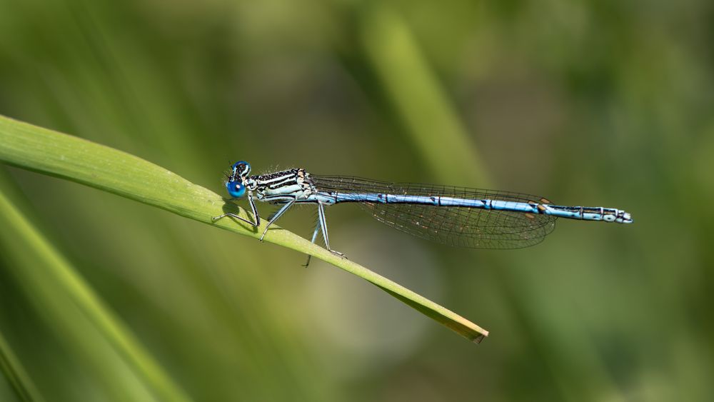 blaue federlibelle m.