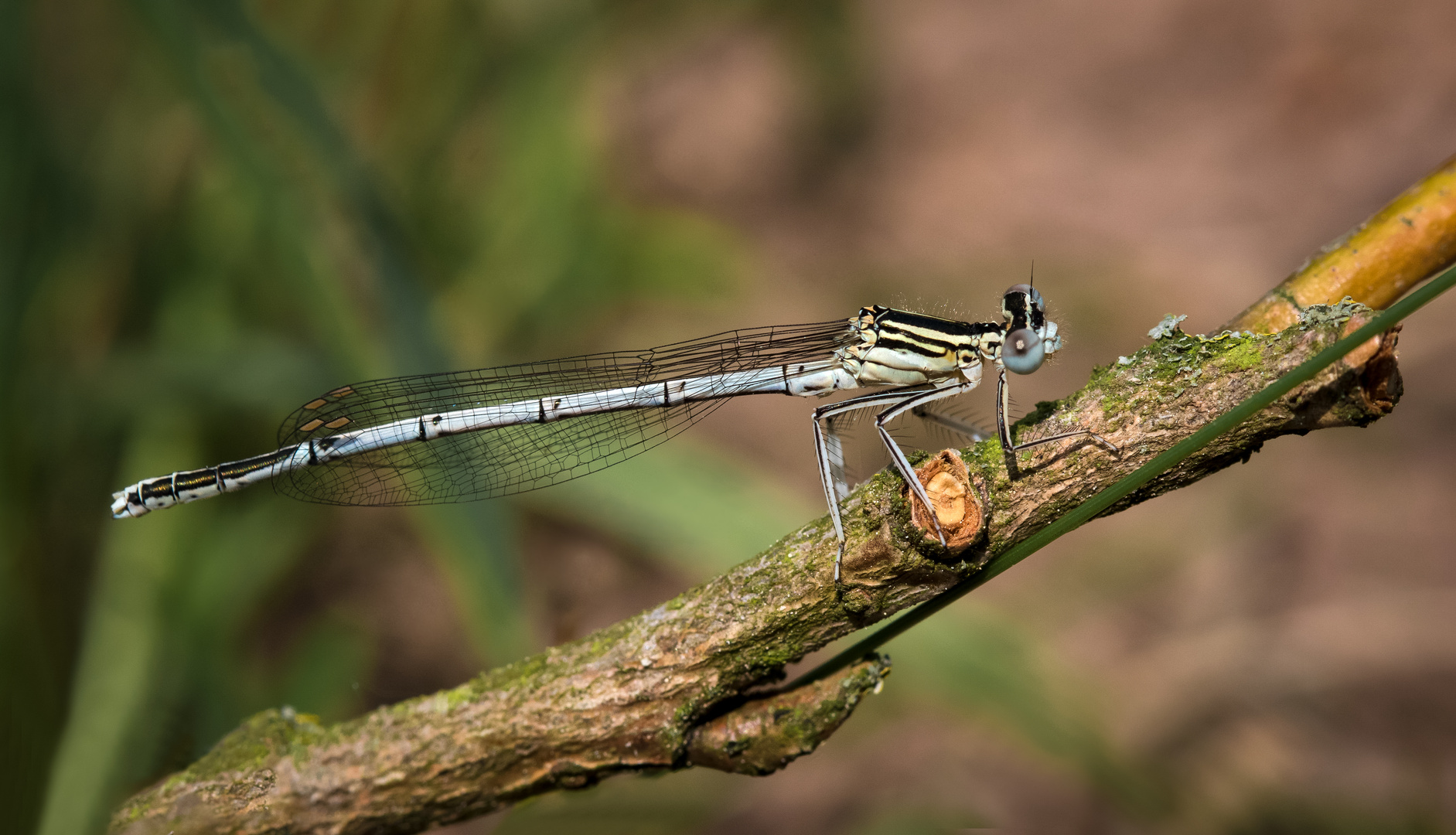 blaue federlibelle m.