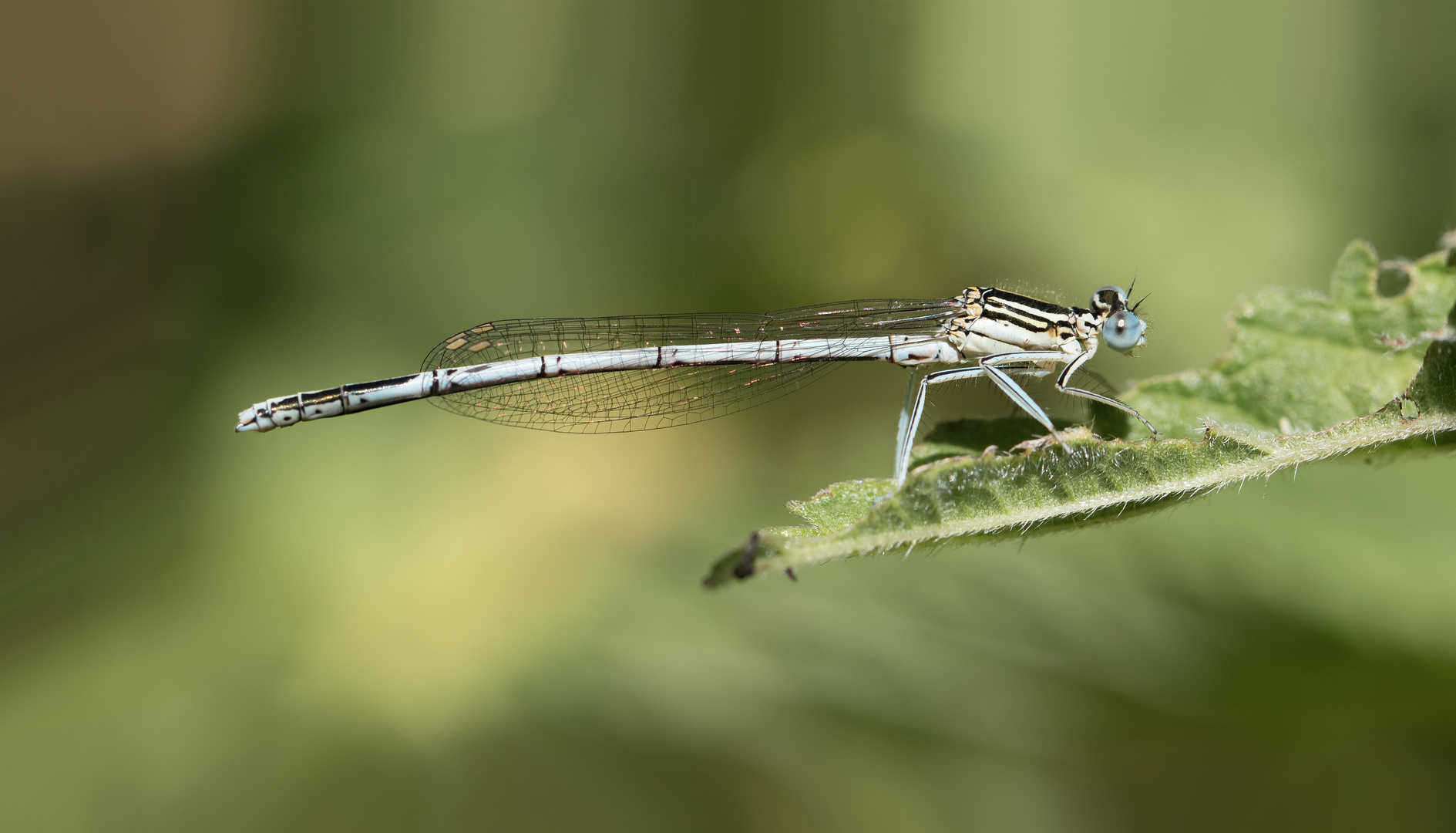 blaue federlibelle m.