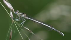 blaue federlibelle m.