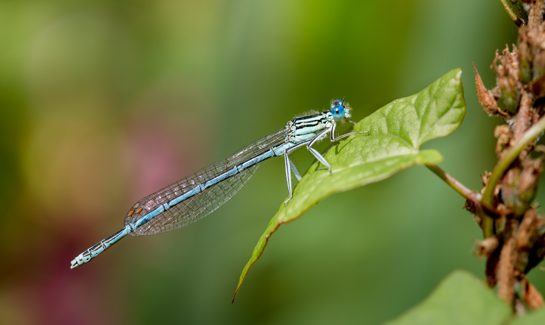 blaue federlibelle m.