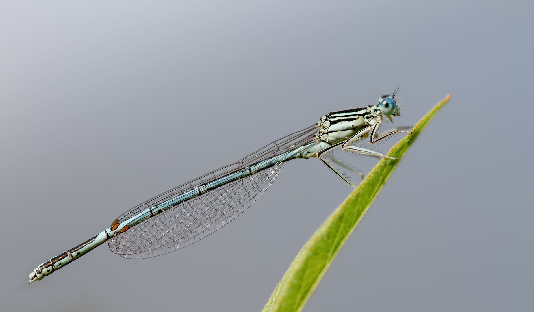 blaue federlibelle m.