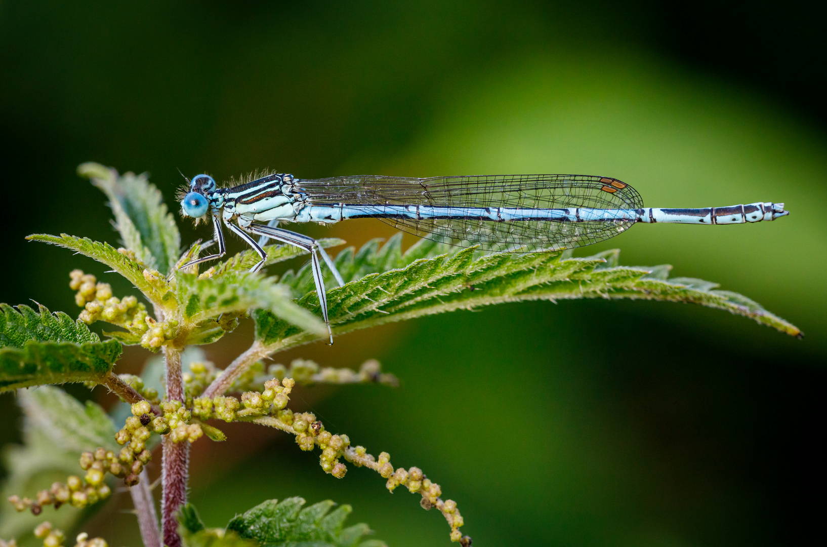 Blaue Federlibelle (m) (Platycnemis pennipes)