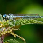 Blaue Federlibelle (m) (Platycnemis pennipes)