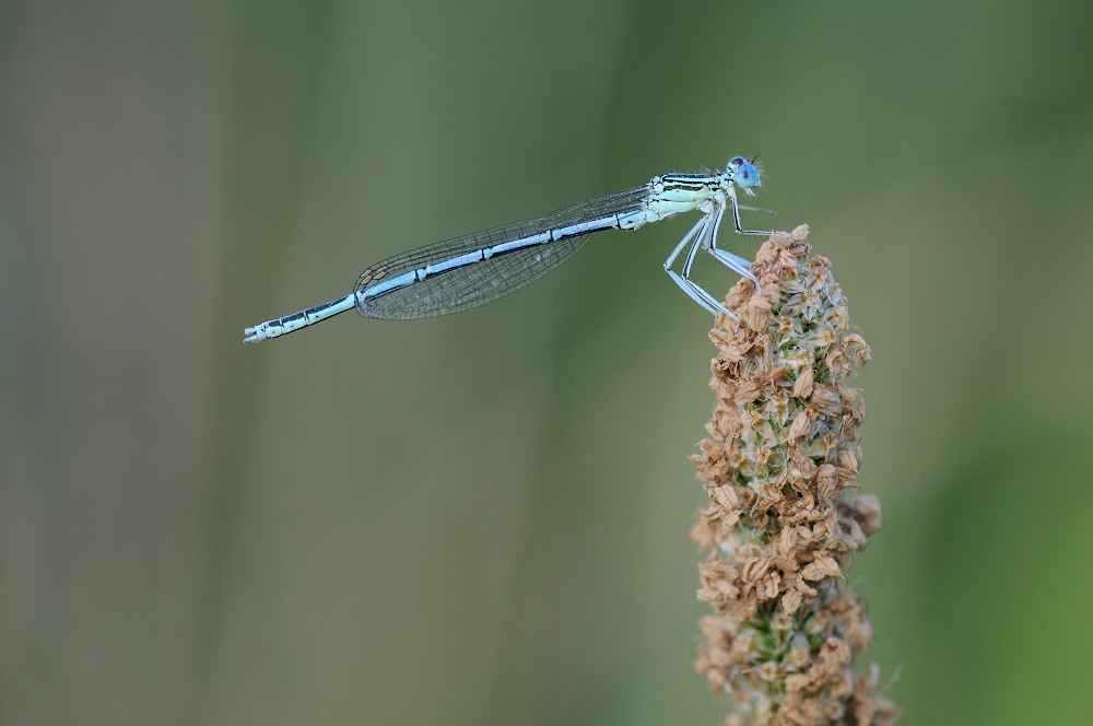 Blaue Federlibelle (Männchen)