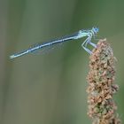 Blaue Federlibelle (Männchen)