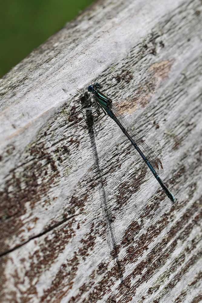 Blaue Federlibelle, Männchen