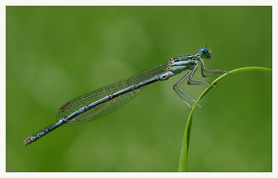 Blaue Federlibelle (Männchen)