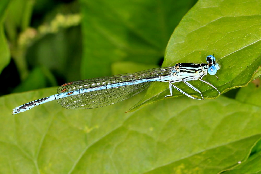 Blaue Federlibelle - Männchen