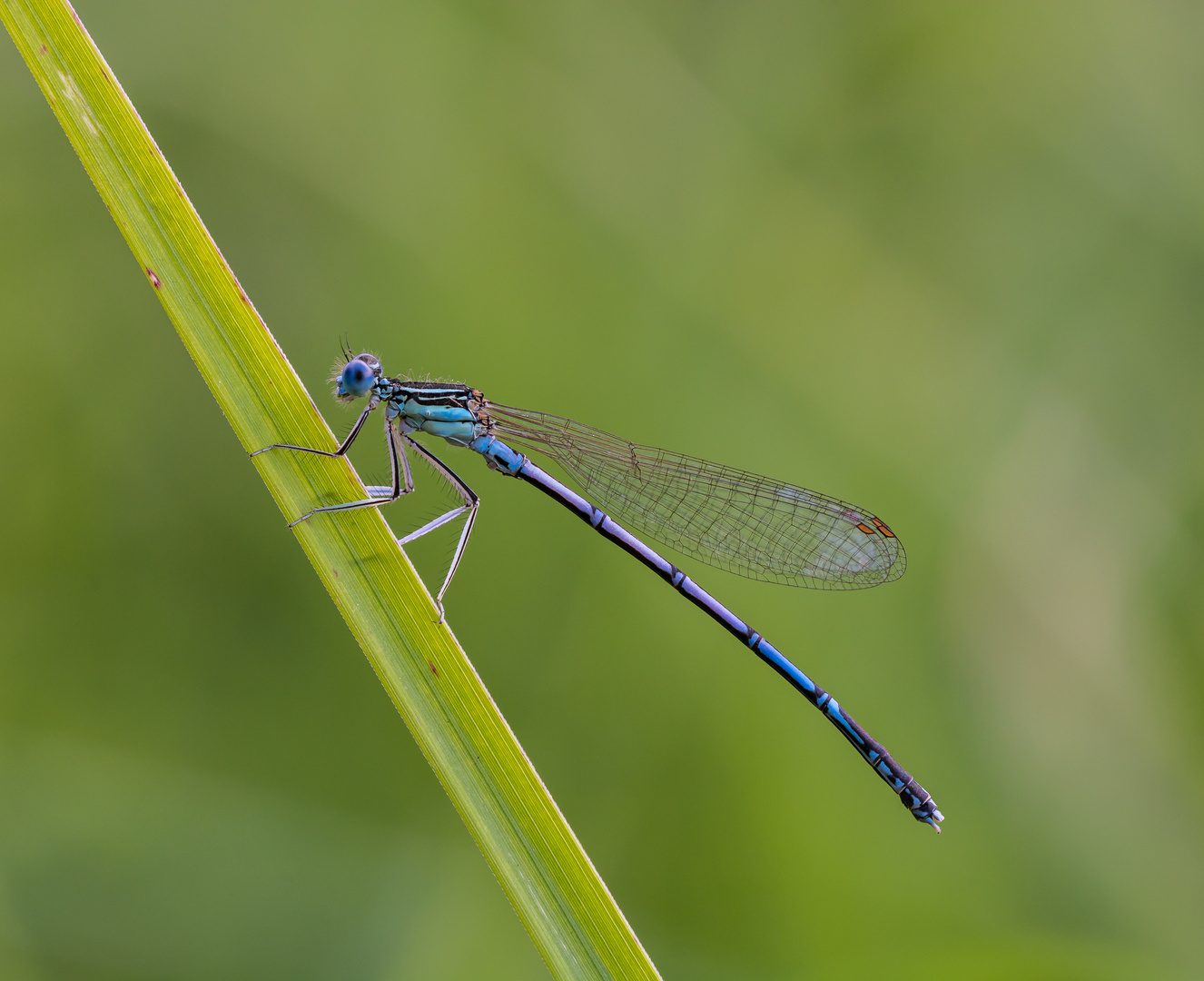 Blaue Federlibelle-Männchen