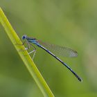 Blaue Federlibelle-Männchen