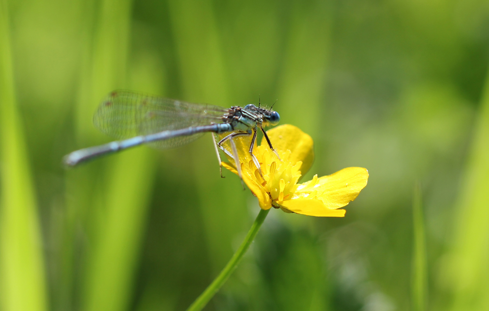 Blaue Federlibelle (Männchen)