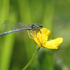 Blaue Federlibelle (Männchen)