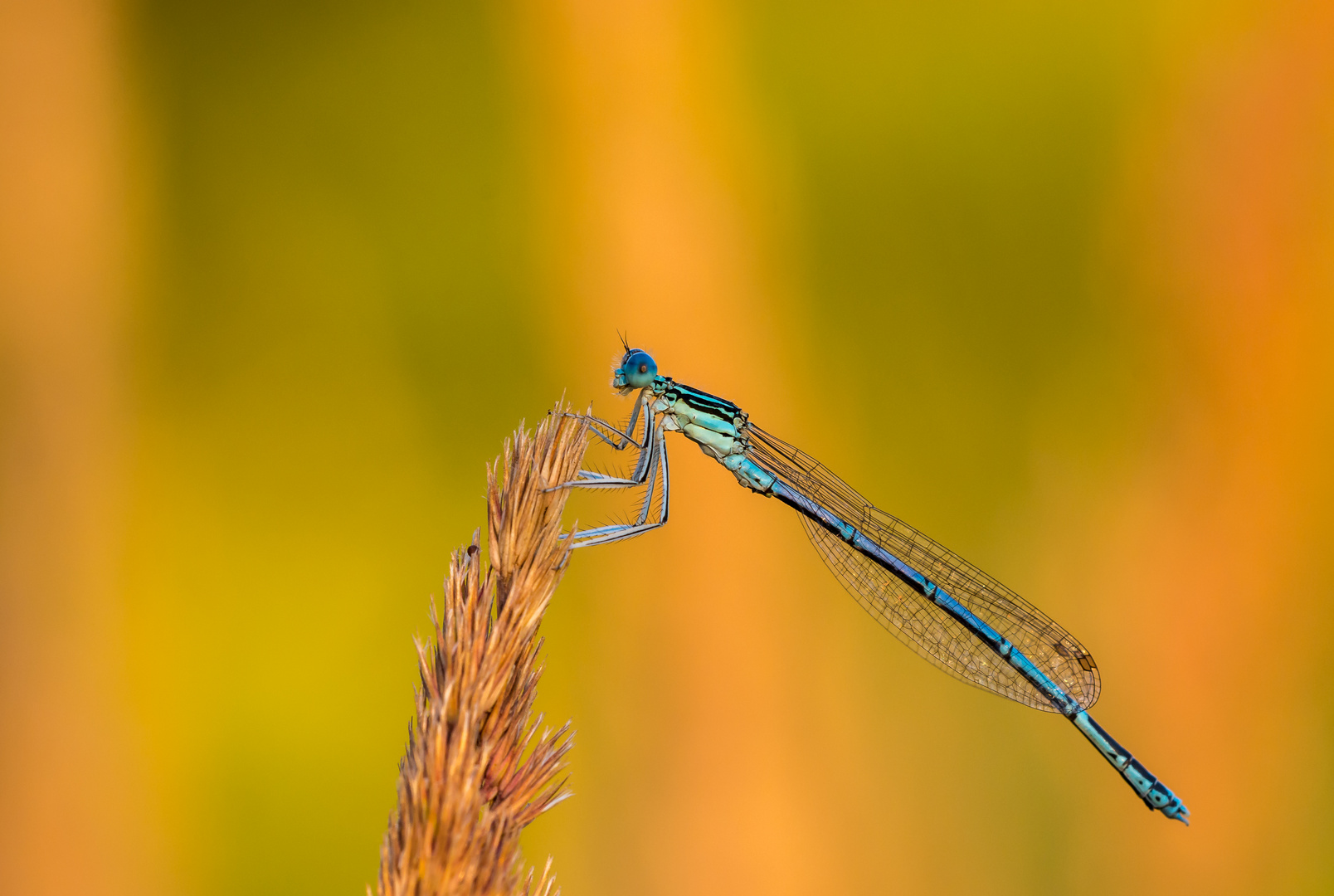 Blaue Federlibelle-Männchen