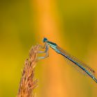 Blaue Federlibelle-Männchen