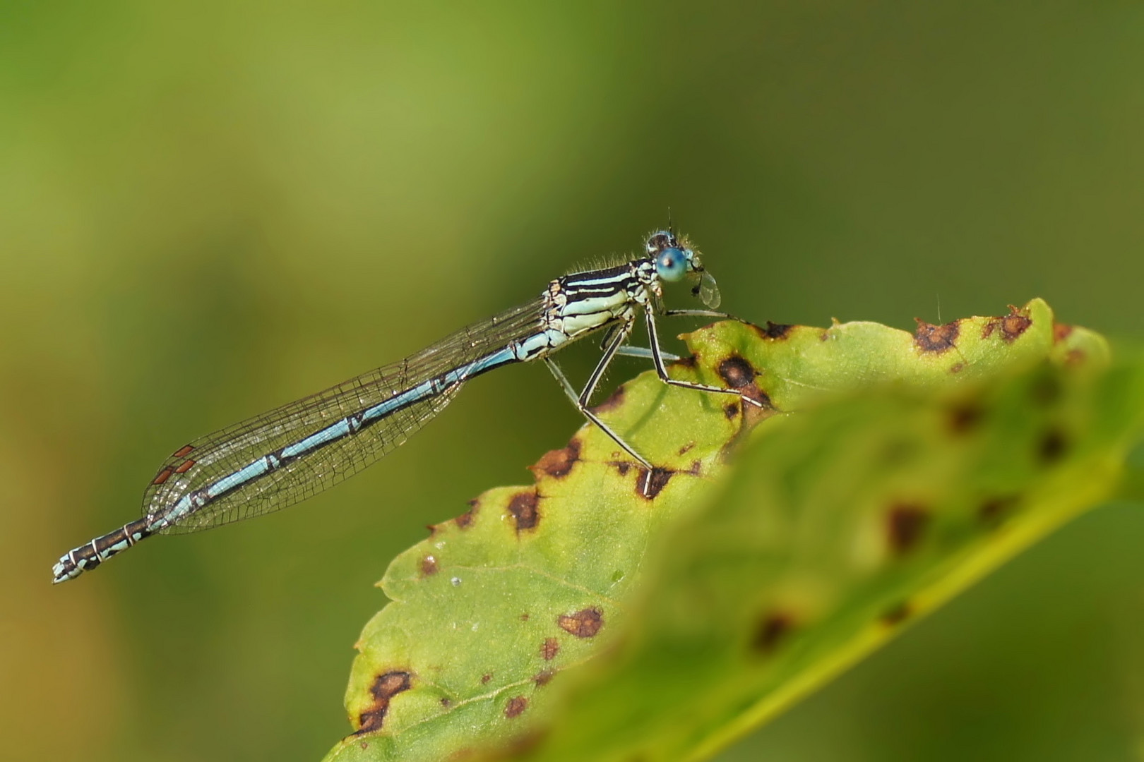 Blaue Federlibelle Männchen