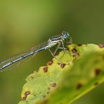 Blaue Federlibelle Männchen