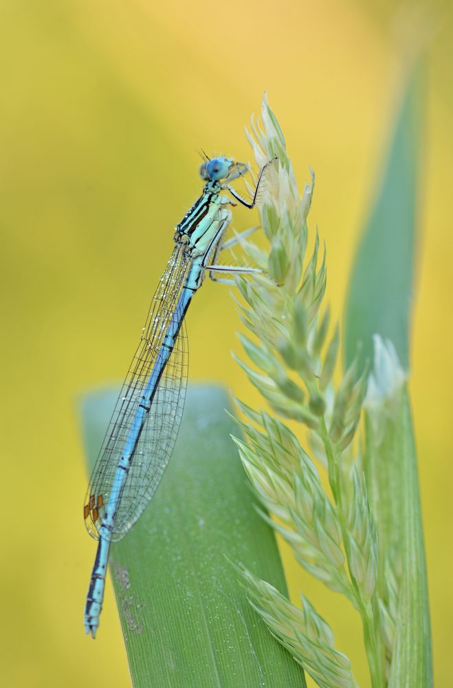 blaue Federlibelle - Männchen