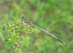 Blaue Federlibelle, Männchen, jung, noch weiß (Platycnemis pennipes)