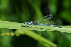 Blaue Federlibelle Männchen mit ??